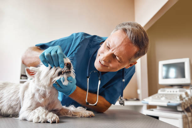 Best Emergency Broken Tooth Repair in South Wenatchee, WA